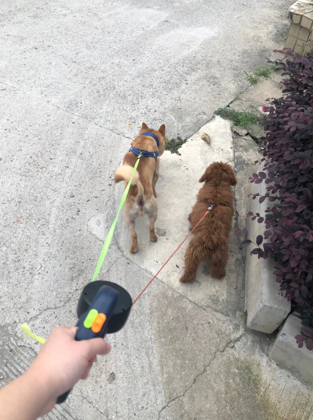 Dual Retractable Dog Leash